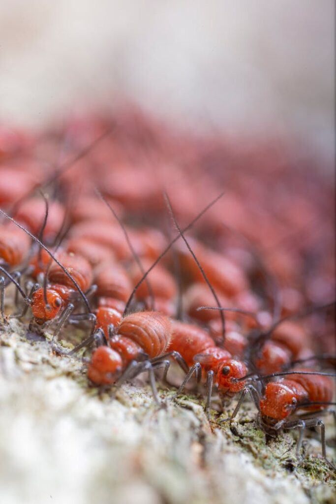 Top view closeup of many brown termites with black eyes and long antennae exploring uneven surface in daylight